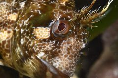 pesce-scaled